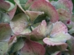 Hortensie1__klein