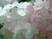 Hortensie3__klein