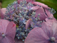 Hortensie_2_info_klein