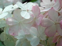 Hortensie_3_info_klein