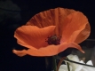 Mohn1_klein
