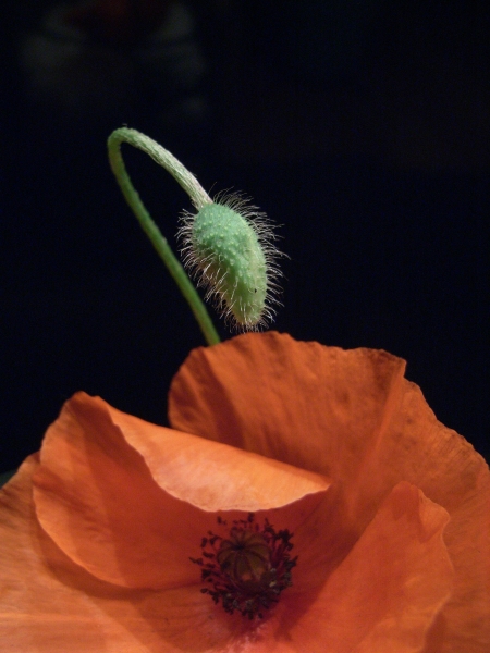 Mohn2_gross