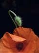 Mohn2_klein