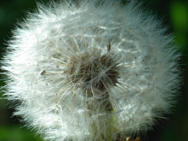 Pusteblume_gross