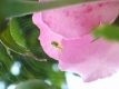 Rosenspinne_klein