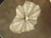 Sanddollar_klein