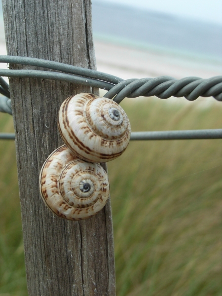Schnecckenhaeuseer_am_Zaun_gross