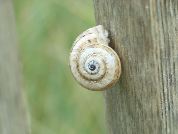 Schnecke_am_Holz_gross