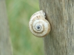 Schnecke_am_Holz_klein