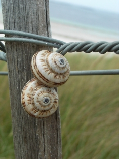 Schnecken_Impressum_klein