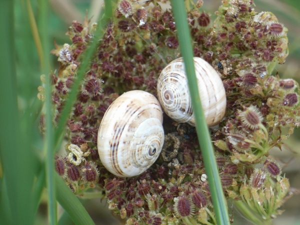 Schneckenhaeuser_quer_gross