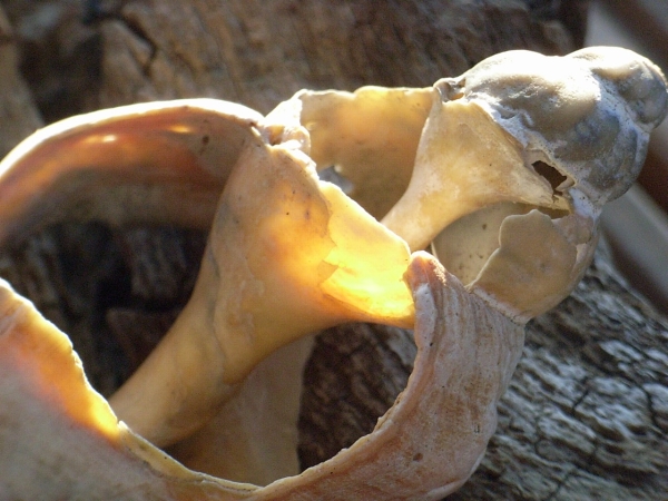 Schneckenmuschel_gross