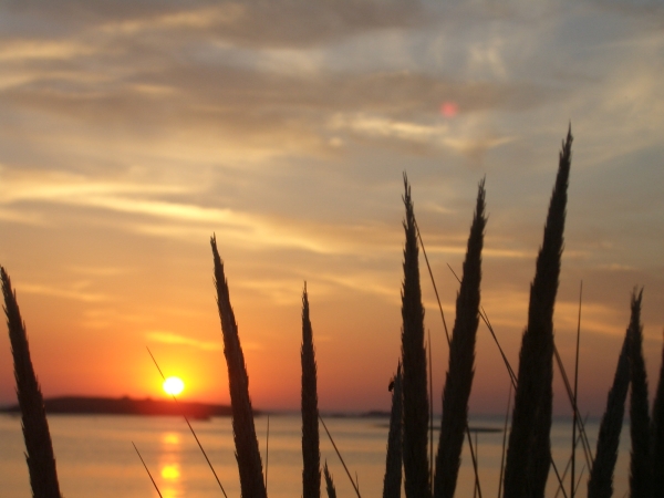 Sonne_Graeser__gross