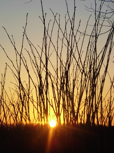 Sonne_durch_Graeser__gross