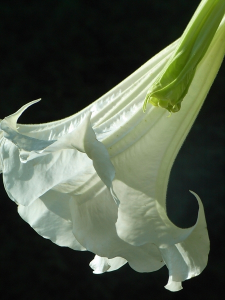 Trompete_weiss_gross